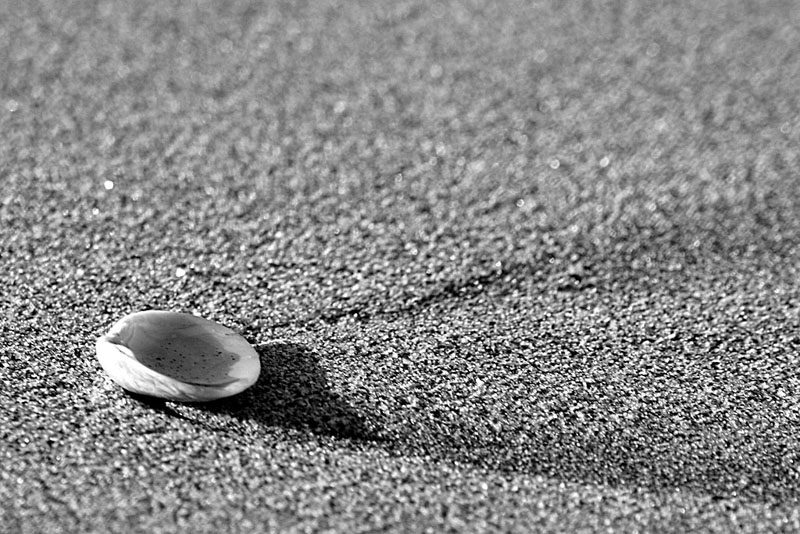 фото "Shell" метки: природа, 