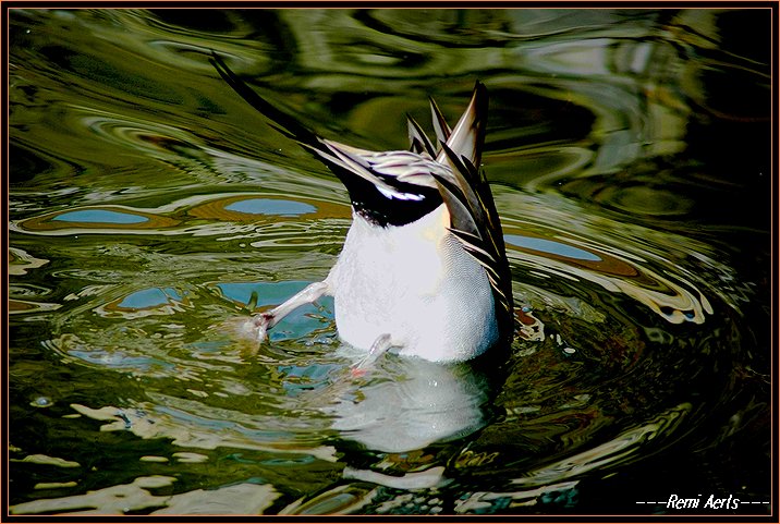 photo "no fish to day !" tags: nature, reporting, pets/farm animals