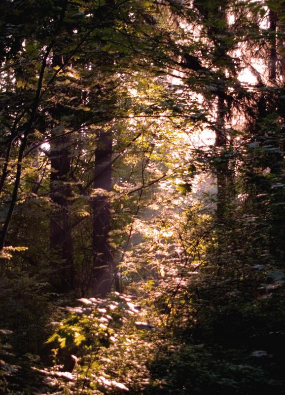 photo "Morning fog" tags: landscape, forest, sunset