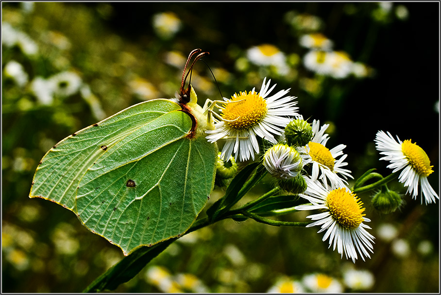 photo "*-*" tags: macro and close-up, nature, insect