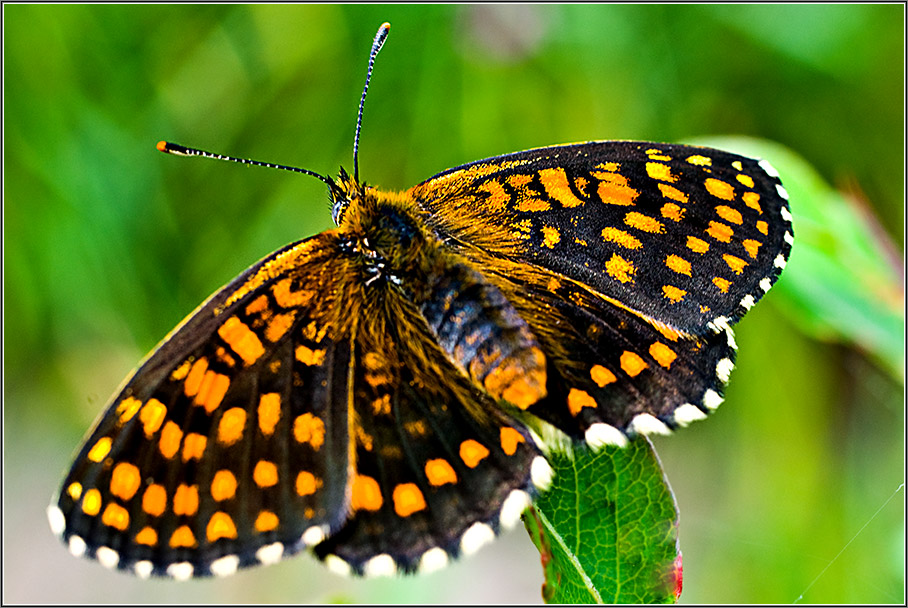 photo "Black and Orange" tags: macro and close-up, nature, insect