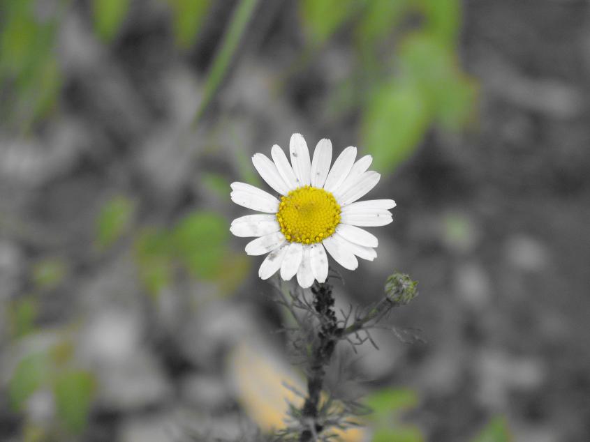 фото "Last camomile" метки: природа, макро и крупный план, цветы