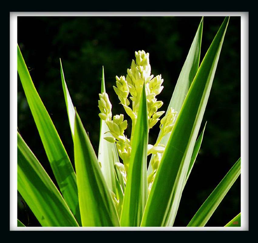 photo "Portuguese Bayonet" tags: landscape, spring