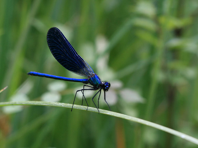 photo "Dragonfly" tags: nature, macro and close-up, insect