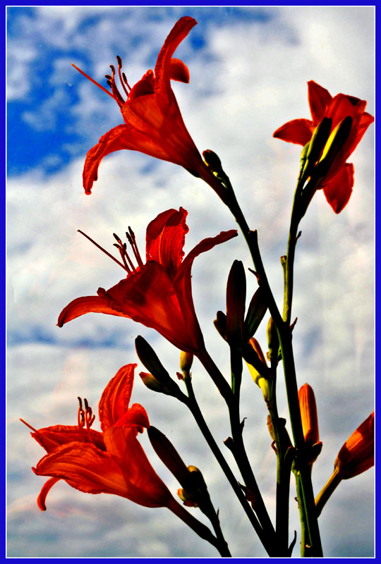 photo "***" tags: nature, flowers