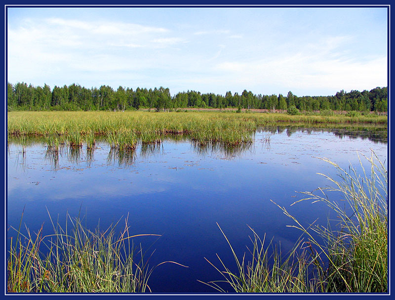 photo "Wood lake" tags: landscape, summer, water