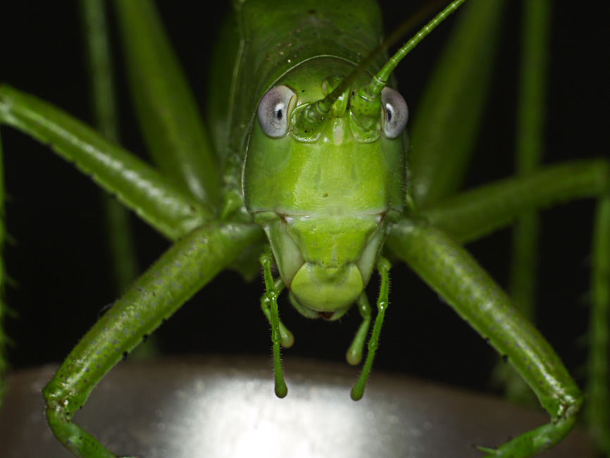 photo "Stranger in green" tags: nature, insect