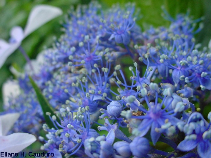photo "Hortensia" tags: , 
