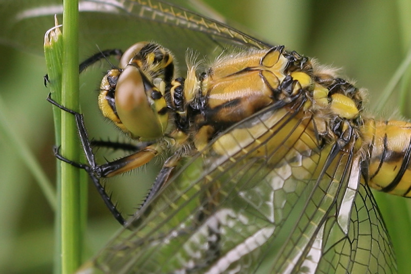 photo "Machinery" tags: nature, macro and close-up, insect