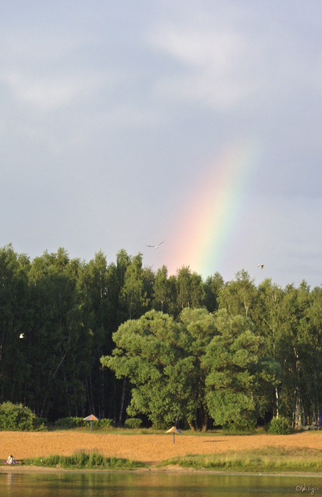 photo "Rainbow, seagull, evening" tags: landscape, forest, water