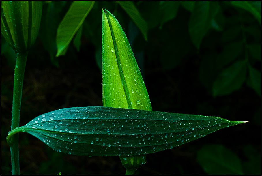 photo "Lily" tags: nature, macro and close-up, flowers