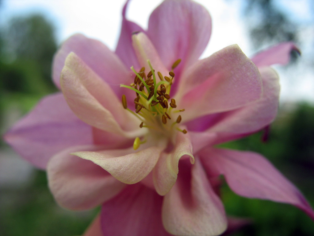 фото "Pink flower" метки: природа, макро и крупный план, цветы