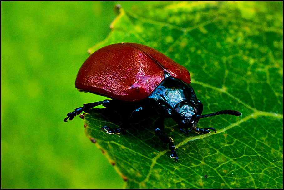 photo "Red" tags: macro and close-up, nature, insect