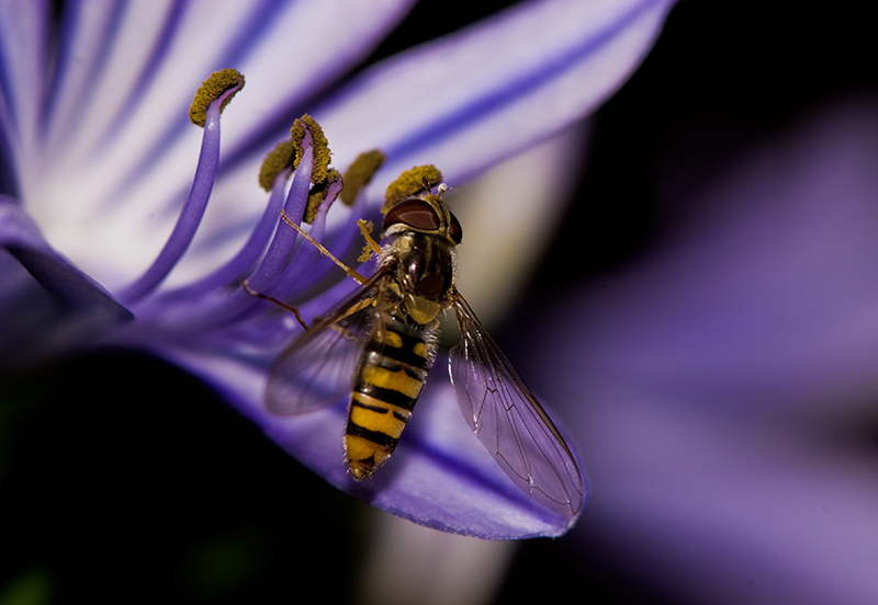 photo "***" tags: nature, insect