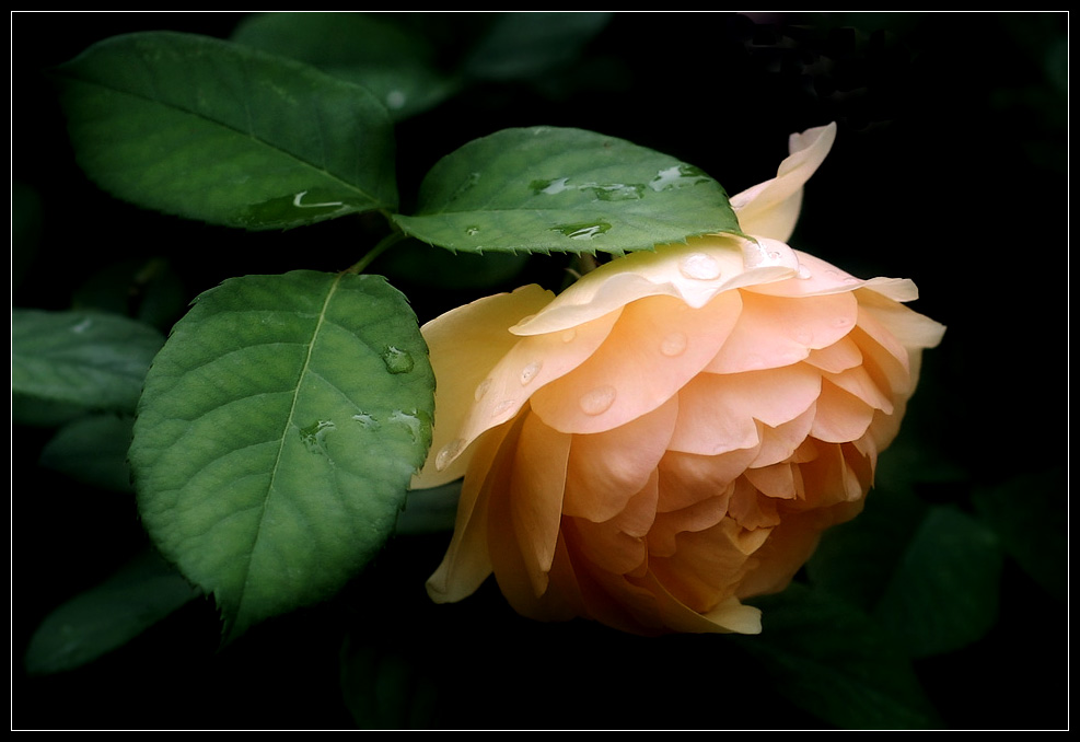 photo "Rose" tags: , 