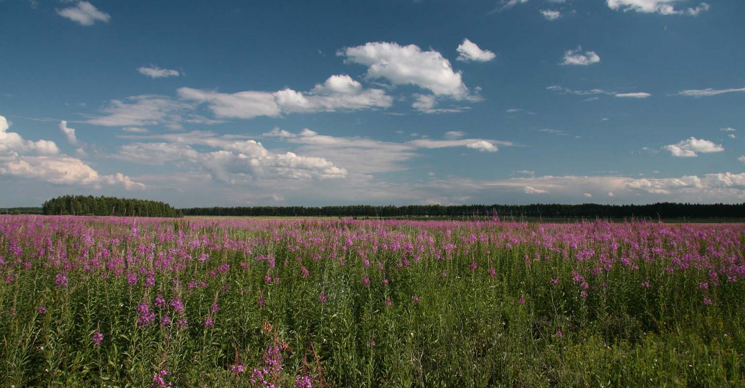 photo "***" tags: landscape, clouds, summer