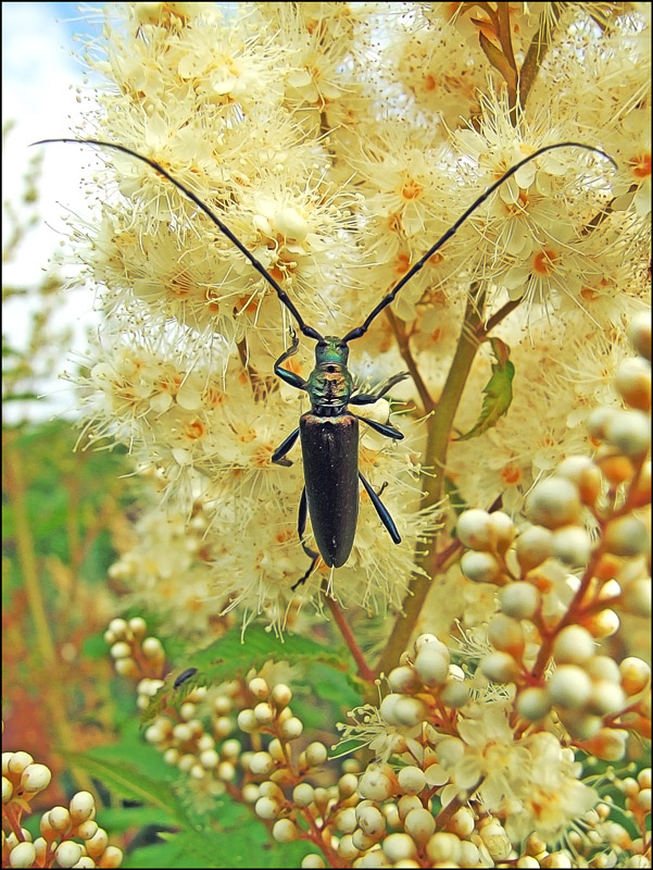 photo "***" tags: nature, insect