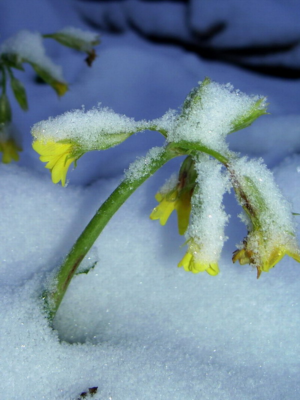 фото "snow on the flowers" метки: , 