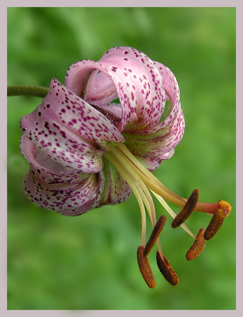 photo "Wild lily" tags: nature, macro and close-up, flowers