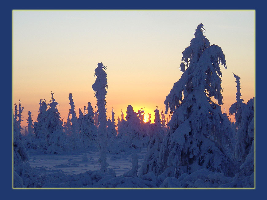 photo "***" tags: landscape, forest, sunset