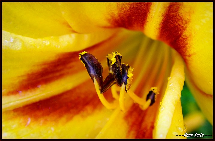 photo "detail from flower" tags: nature, macro and close-up, flowers