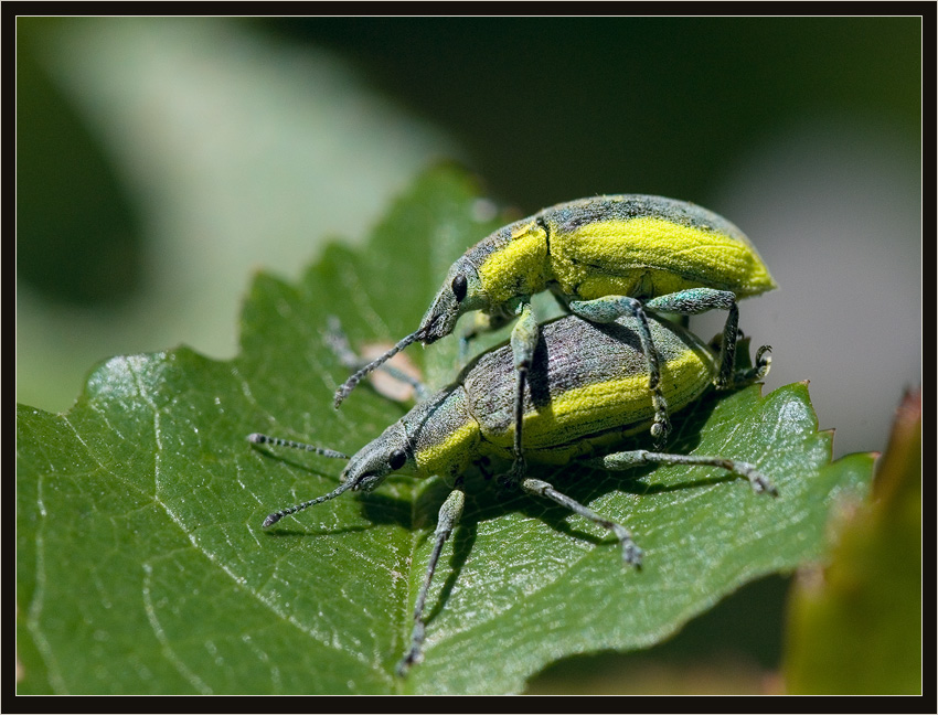 photo "***" tags: nature, macro and close-up, insect