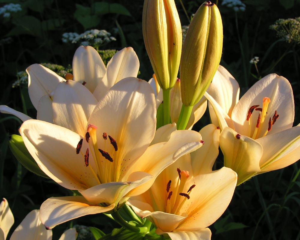 photo "Golden lily" tags: still life, nature, flowers