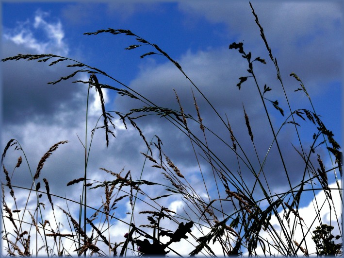 photo "Lying in the meadow..." tags: nature, landscape, flowers, summer