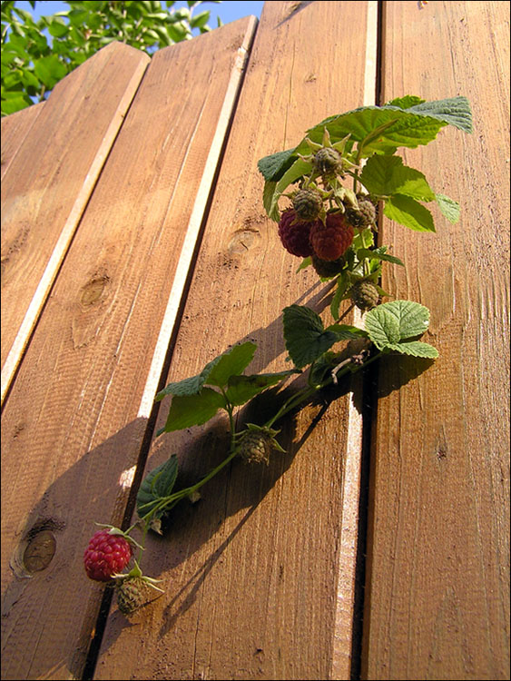 photo "Life behind a fence" tags: landscape, nature, flowers, summer