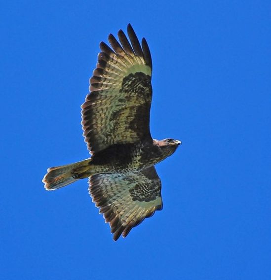 photo "Buzzard" tags: nature, wild animals