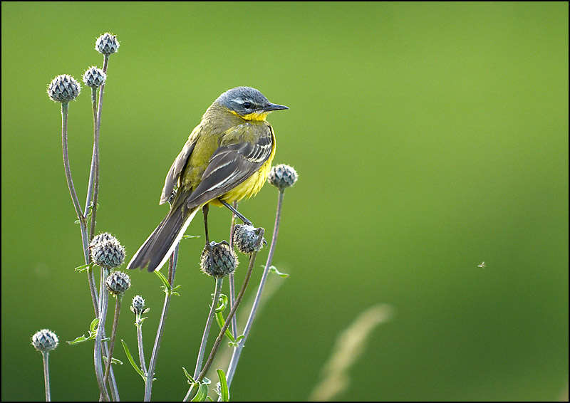 photo "***" tags: nature, 