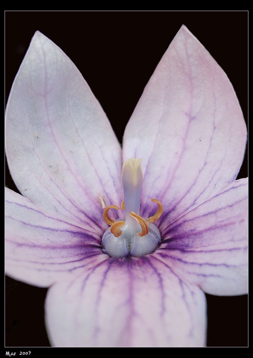 photo "Inside." tags: nature, macro and close-up, flowers