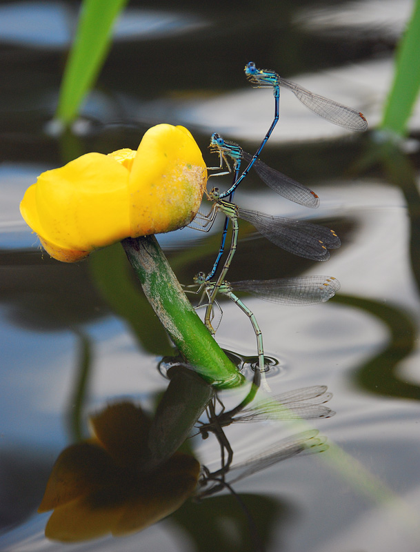 photo "***" tags: nature, insect