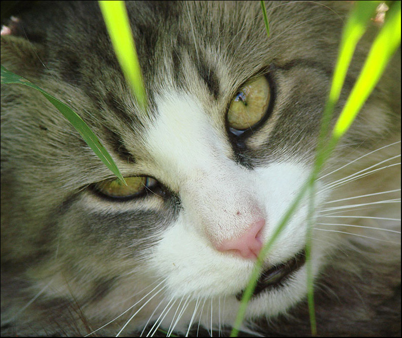 photo "Paparacci , go away !" tags: nature, pets/farm animals