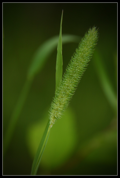 фото "Green summer" метки: природа, цветы