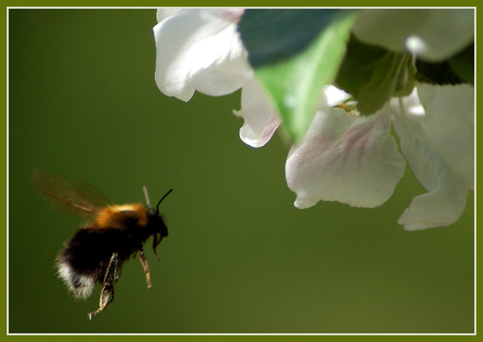 фото "Bee and apple tree" метки: природа, насекомое, цветы