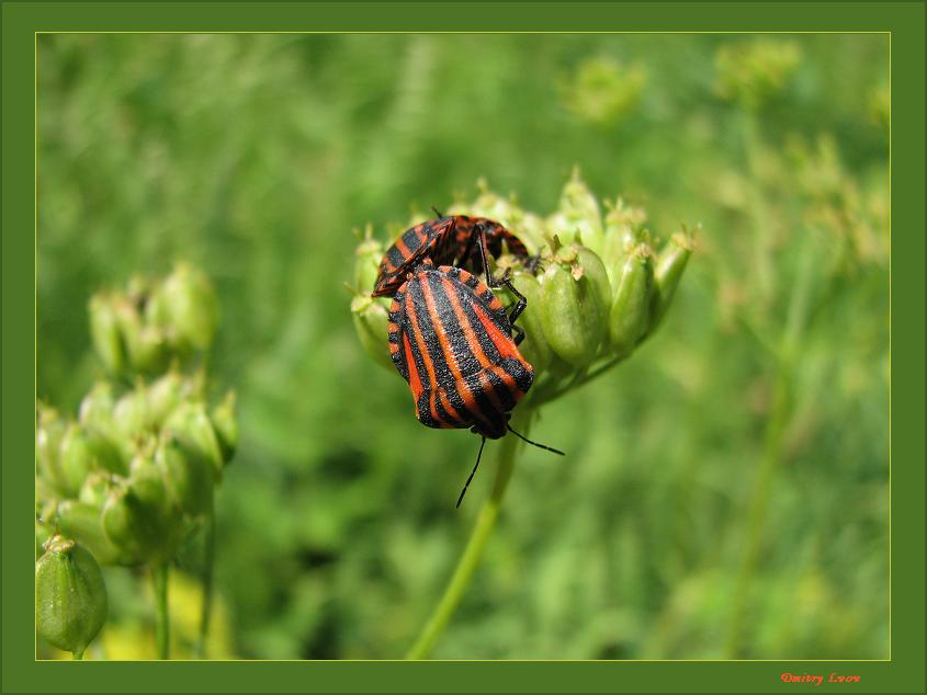 photo "Do not disturb" tags: macro and close-up, nature, insect
