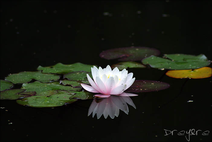 фото "лилия" метки: природа, цветы