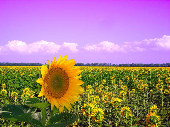 photo "***" tags: landscape, summer