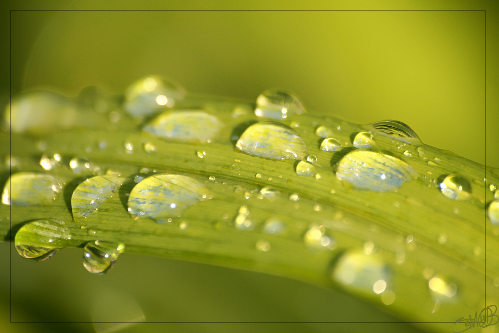 photo "***" tags: macro and close-up, nature, flowers