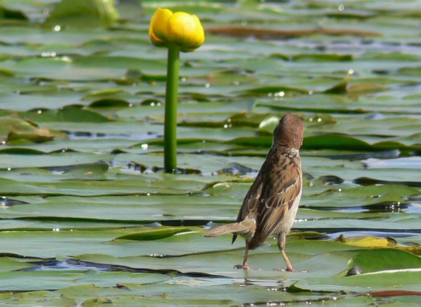 photo "The fascinated sparrow." tags: genre, humor, 