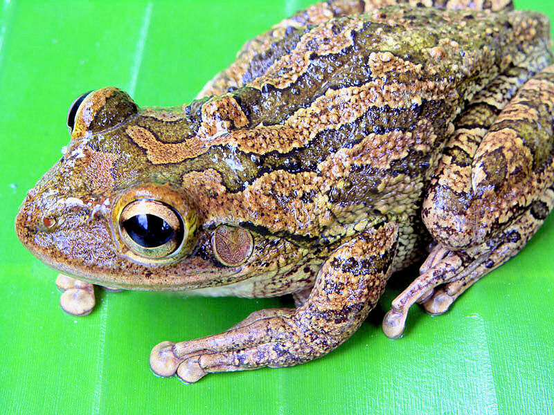 фото "Tree frog on leaf" метки: макро и крупный план, природа, дикие животные