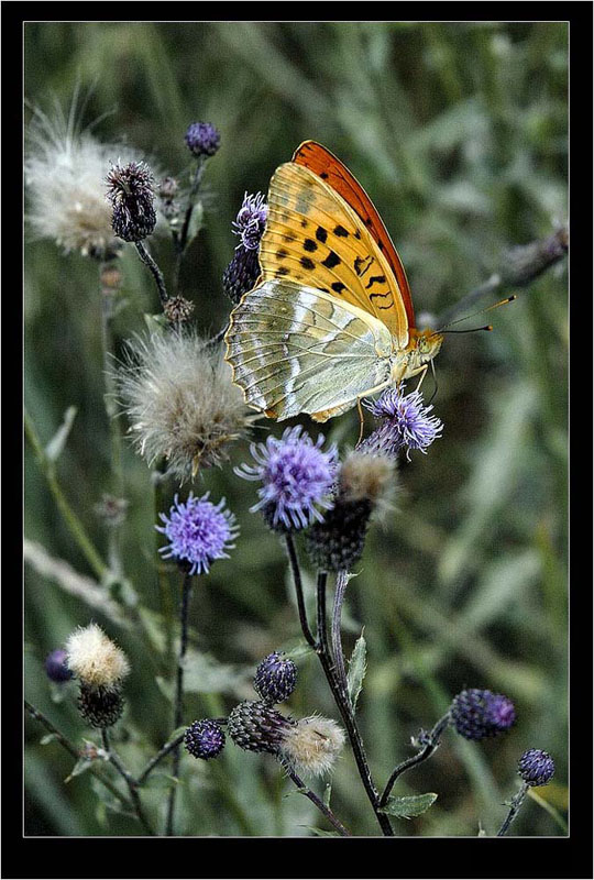 photo "* * *" tags: nature, macro and close-up, insect