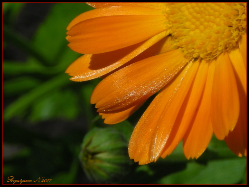 фото "Оранжевое солнце" метки: природа, цветы