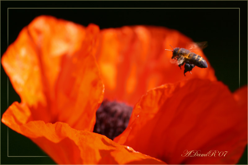 photo "***" tags: macro and close-up, 