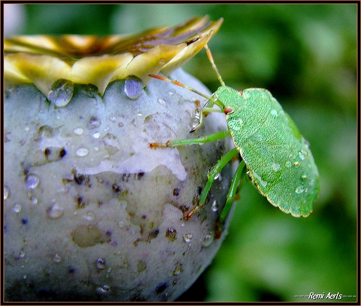 photo "thirsty beatle !!" tags: nature, macro and close-up, insect
