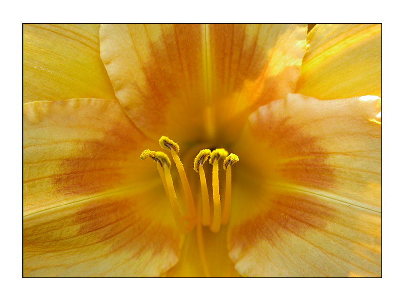 фото "deep yellow" метки: природа, цветы
