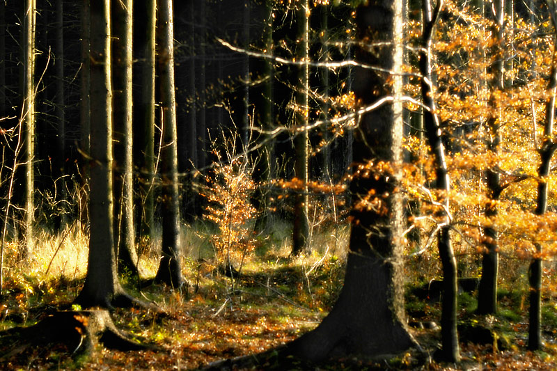 photo "...last fall..." tags: landscape, still life, forest