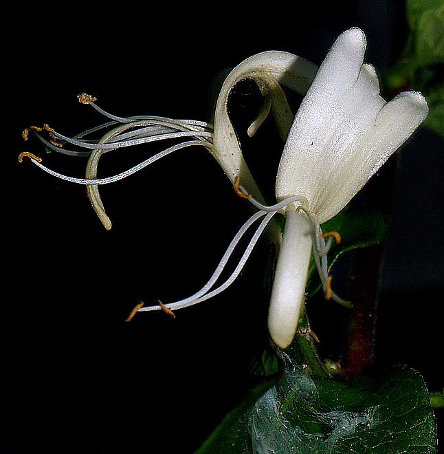 photo "Litle white flower.." tags: nature, flowers