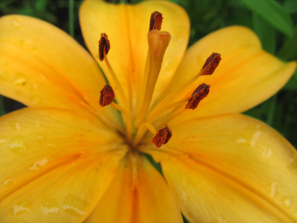 photo "Summer mood" tags: nature, macro and close-up, flowers